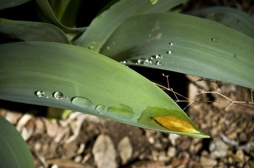 rain water drops