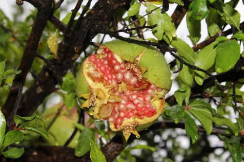 rain pomegranate forest