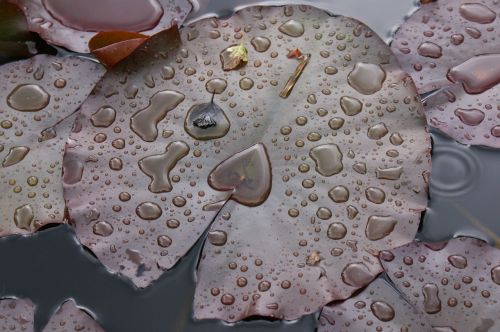 rain water lily pad