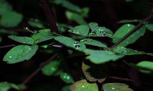 rain water drop of water