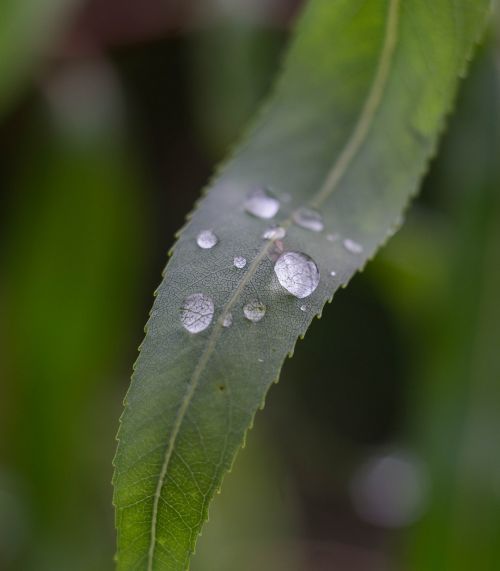 rain drip drops of water