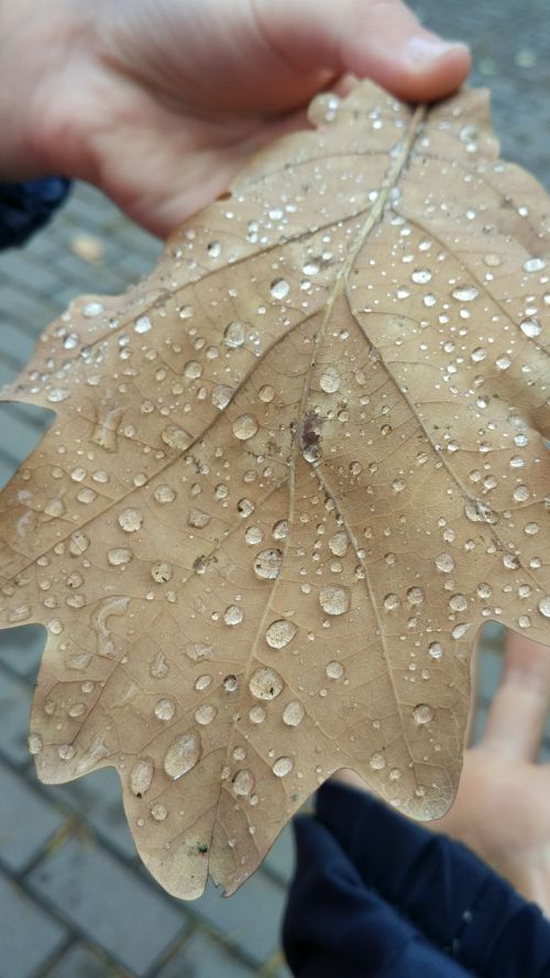 rain sheet nature