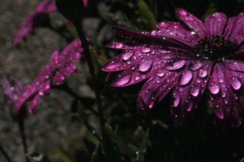 rain purple flower