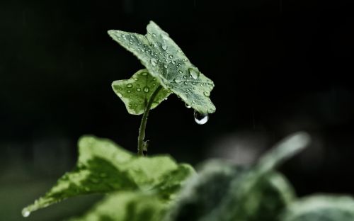 rain winters leaf