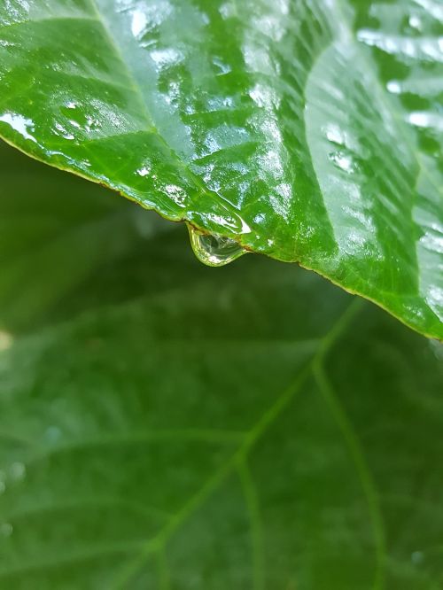 rain leaf water