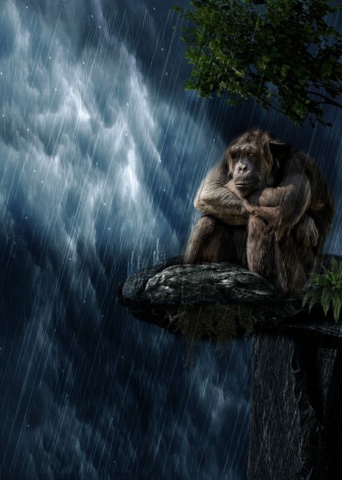 rain monkey mammal