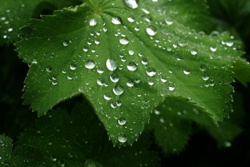 rain leaf dew