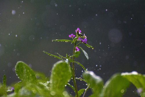 rain  flower  raindrop