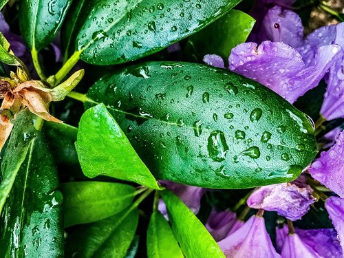 rain  plant  garden