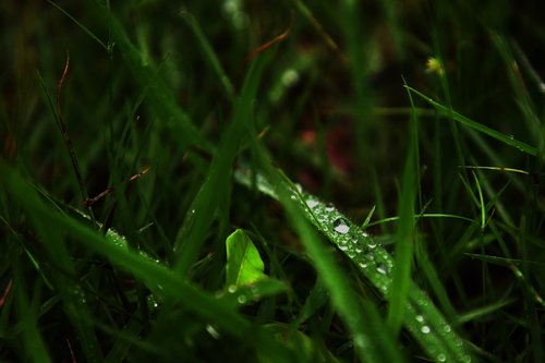 rain  green plants  grass