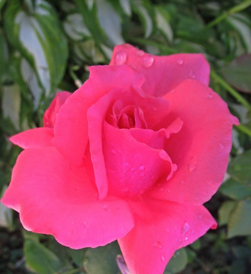 rain  flower  rose
