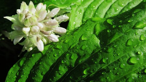 rain  flower  green leave