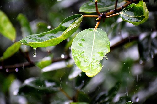 rain  water  drops