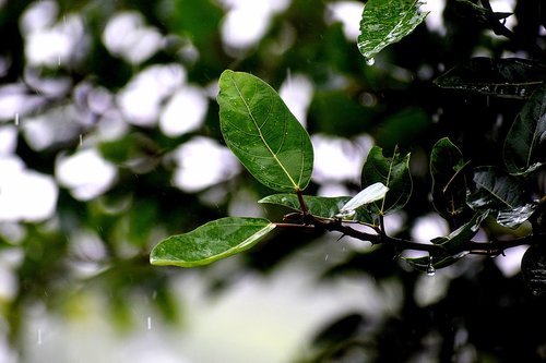 rain  wet  leaves