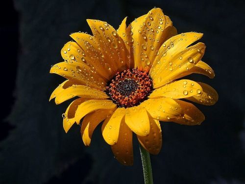 rain dew flowers