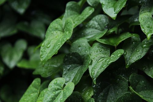 rain corner plant