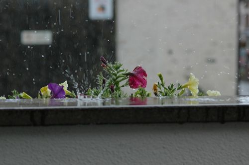 rain flowers nature