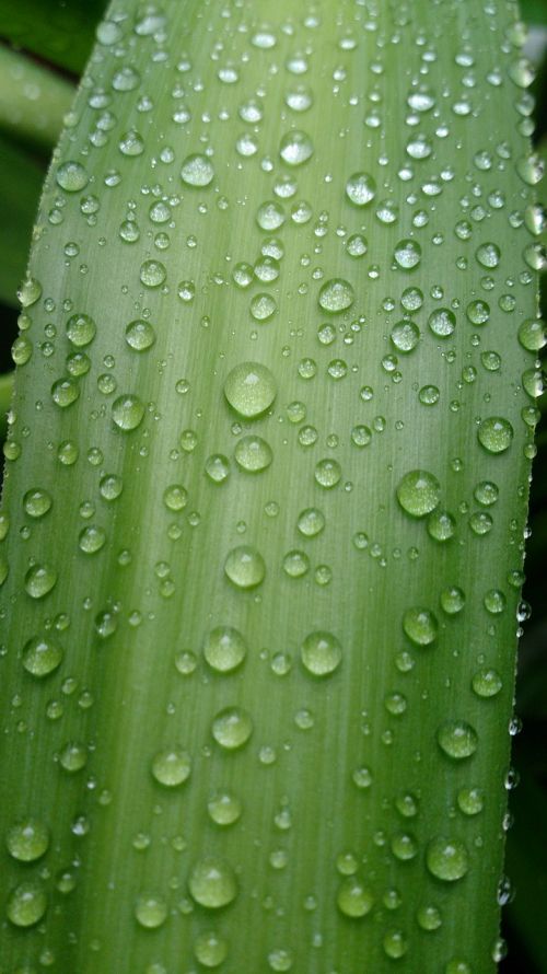 rain leaf green