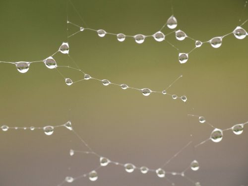 rain after the rain spider's web