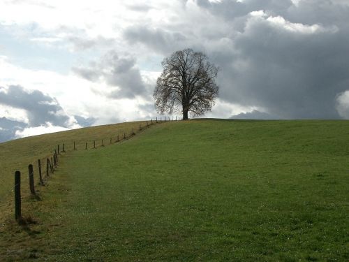 rain clouds pasture tree