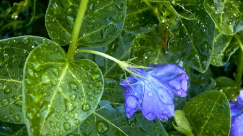 Rain-drenched Flower
