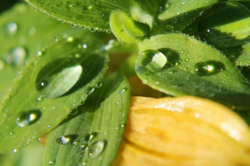 rain droplet macro drops plant leaves