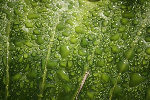 rain drops leaf plant