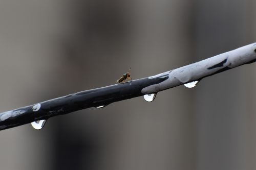 rain drops fly walking