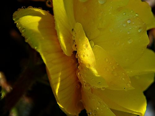 rain drops yellow flower