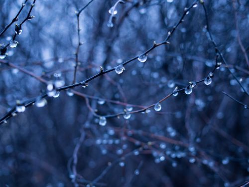 rain drops wet branches