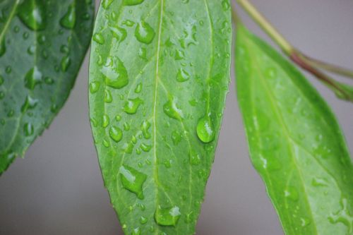 Rain Drops On A Leaf