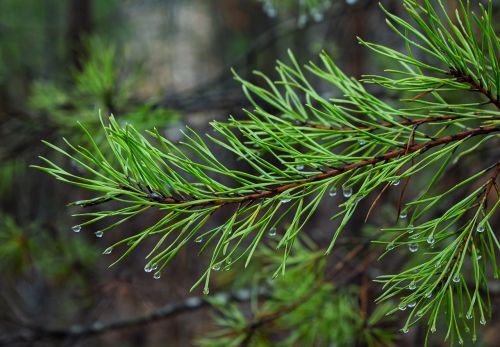 rain drops on pine needles rain drops