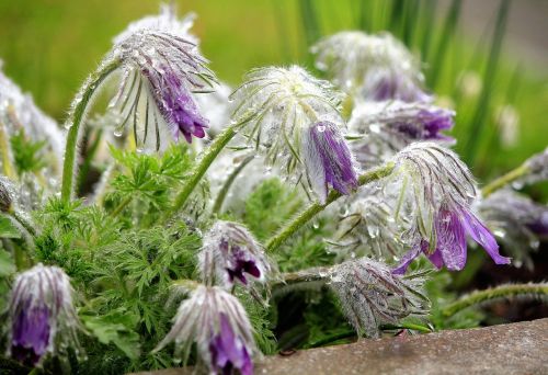 rain flower purple drop of water