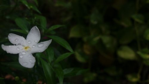 rain flower rain on flower white flower