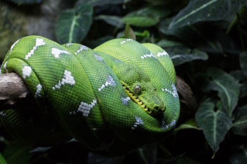 rain forest green snake wildlife