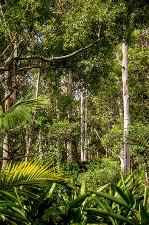 rain forest forest australia
