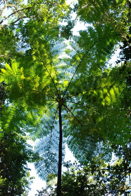 rain forest canopy round plant swirl fronds