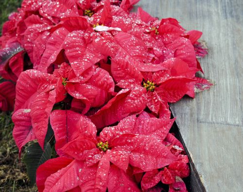 Rain Kissed Poinsettias