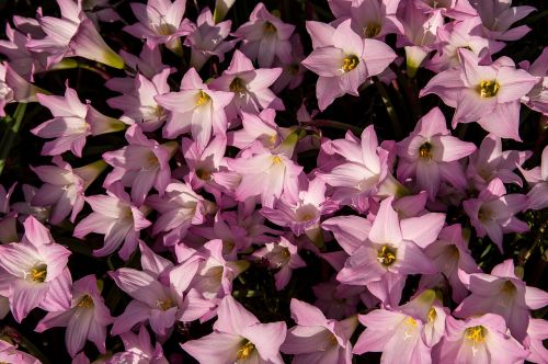 rain lilies zephyranthes grandiflora pink