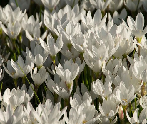 rain lily  zephyranthes grandiflora  white