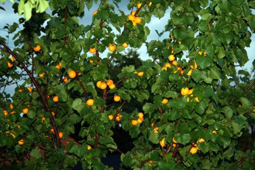 Rain On Apricot Tree