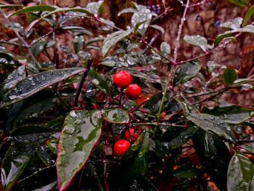 Rain On Dark Leaves And Red Berries