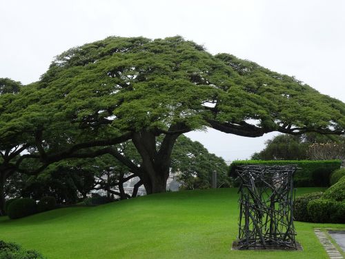 rain tree samanea saman tree