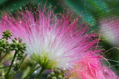 rain tree blossom bloom