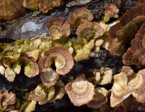 rain-wet bracket fungi mushroom shelf fungi