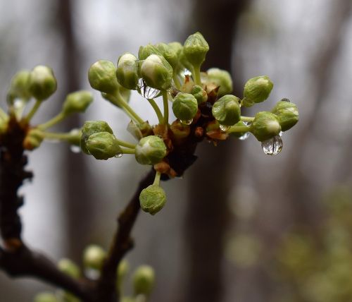 rain-wet cherry blossom buds showing white about to open