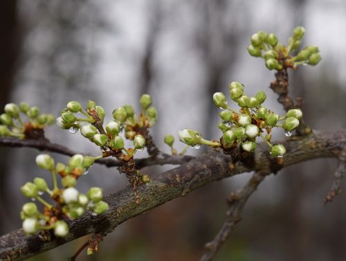 rain-wet cherry blossom buds showing white about to open