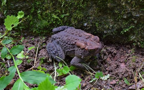 rain-wet common toad toad amphibian