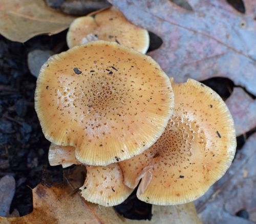 rain-wet fall mushrooms mushroom fungi