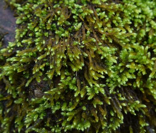 rain-wet moss on rock moss plant